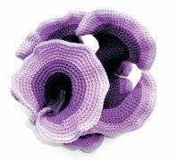 Purple hyperbolic plane