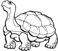tortoise