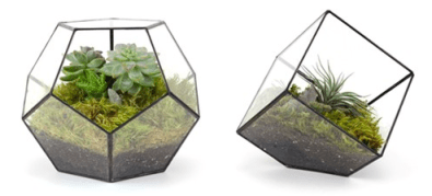 Dodecahedron and Cube Terrariums